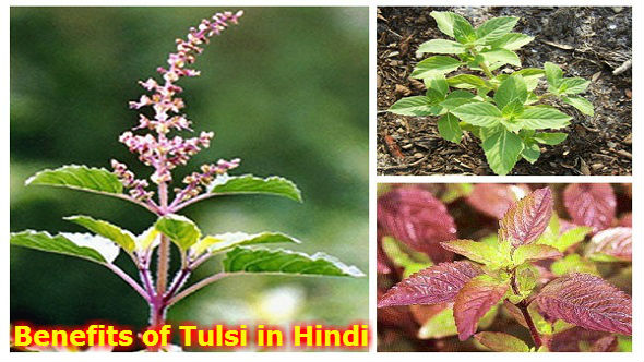 Benefits of Tulsi in Hindi - जानिए तुलसी से होने वाले चमत्कारी लाभ