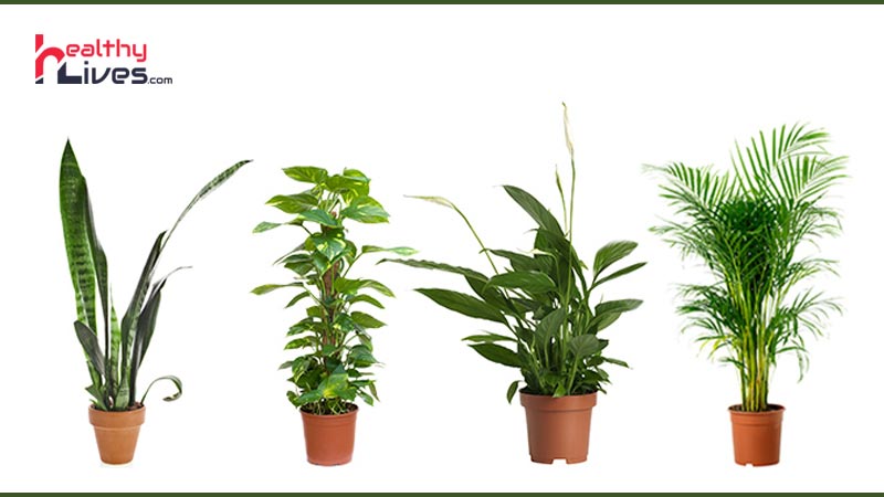 Air-Purifying-Plants
