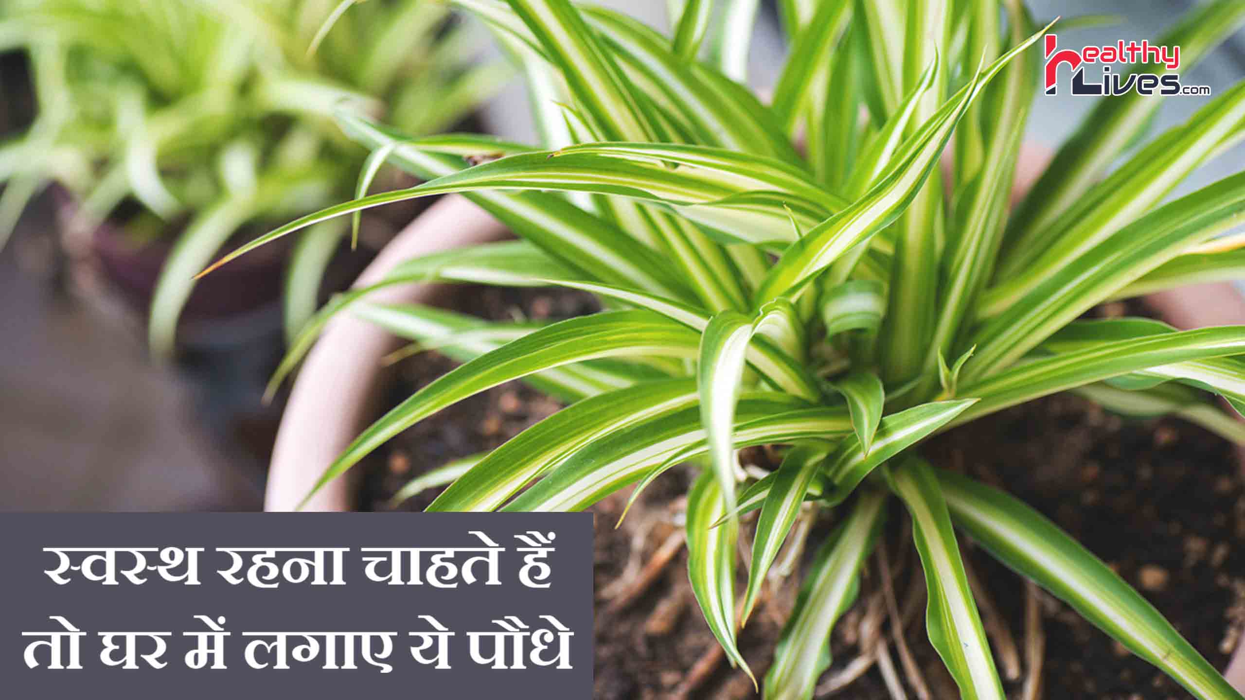 Best Indoor Plants for Health: इन पौधों से रखे हवा को शुद्ध व परिवार को तंदरुस्त