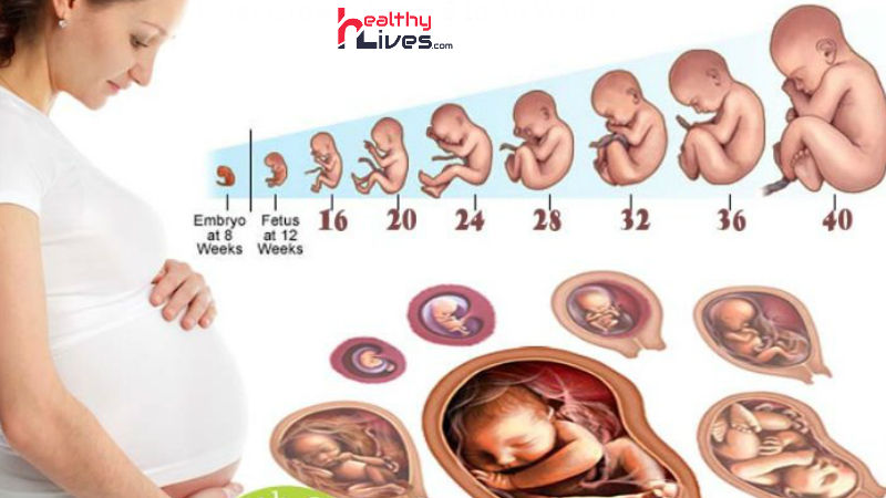 Baby-Growth-During-Pregnancy