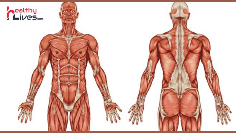 Signs-of-Core-Muscle-Weakness