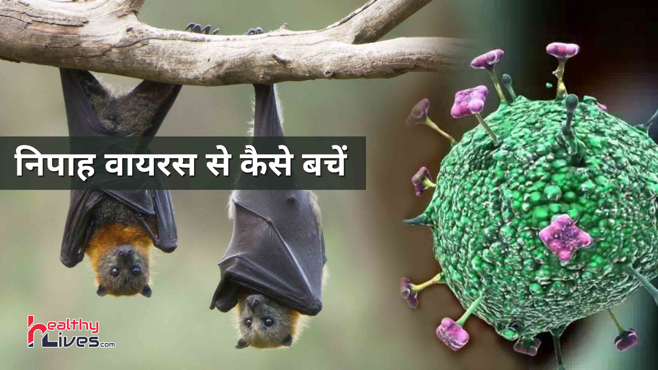 Nipah Virus: क्या है निपाह वायरस, जाने इनके लक्षण और बचाव
