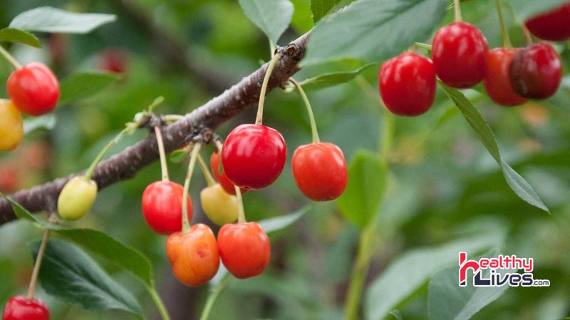 Benefits-of-Cherries-in-Hindi