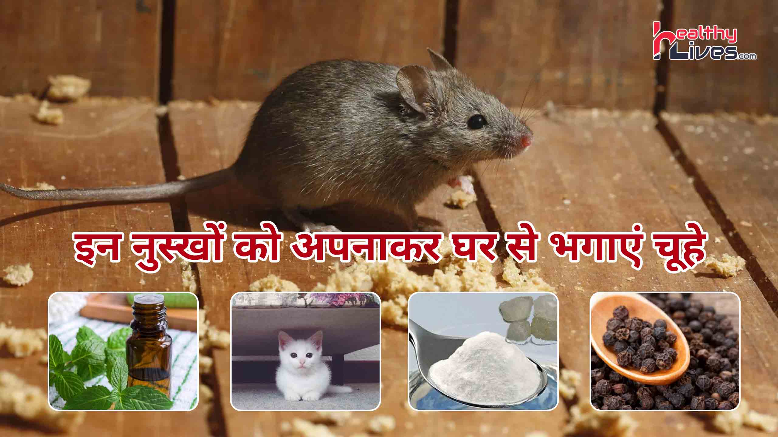Chuhe Bhagane Ke Gharelu Nuskhe: घरेलू नुस्खों की मदद से चूहों को भगाएं घर से दूर
