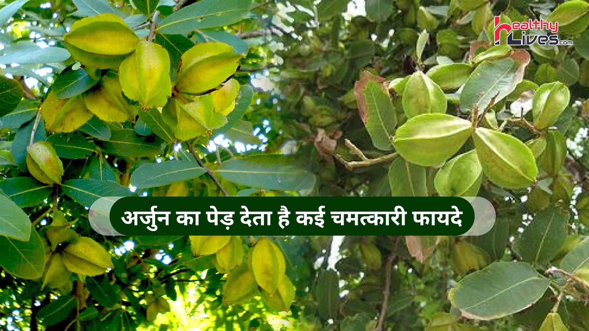 Arjun Tree Benefits: हृदय रोग के लिए रामबाण औषधि है अर्जुन का पेड़, जाने इसके अन्य लाभ