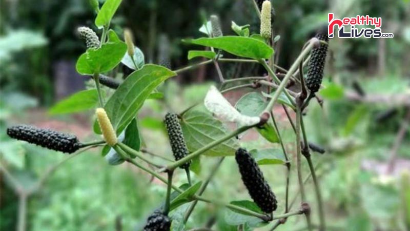 Long Pepper Benefits 